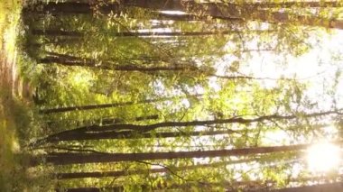 Gündüz Ukrayna 'daki bir sonbahar ormanının dikey videosu