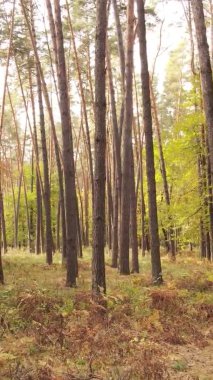 Gündüz Ukrayna 'daki bir sonbahar ormanının dikey videosu