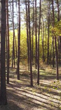 Gündüz Ukrayna 'daki bir sonbahar ormanının dikey videosu