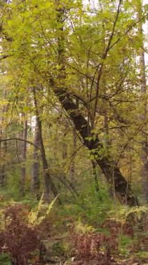 Gündüz Ukrayna 'daki bir sonbahar ormanının dikey videosu