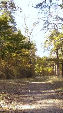 Gündüz Ukrayna 'daki bir sonbahar ormanının dikey videosu