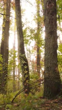 Gündüz Ukrayna 'daki bir sonbahar ormanının dikey videosu