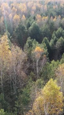 Gündüz Ukrayna 'daki bir sonbahar ormanının dikey videosu