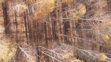 Gündüz Ukrayna 'daki bir sonbahar ormanının dikey videosu