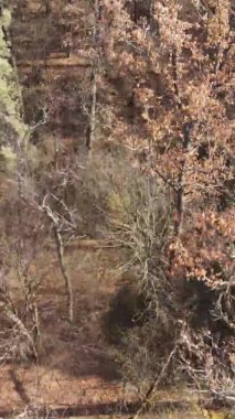 Gündüz Ukrayna 'daki bir sonbahar ormanının dikey videosu