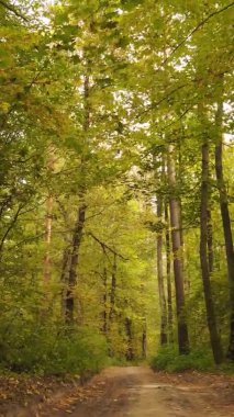 Gündüz Ukrayna 'daki bir sonbahar ormanının dikey videosu