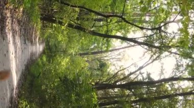 Gündüz Ukrayna 'daki bir sonbahar ormanının dikey videosu