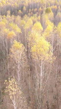 Gündüz Ukrayna 'daki bir sonbahar ormanının dikey videosu