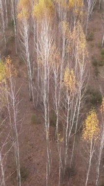 Gündüz Ukrayna 'daki bir sonbahar ormanının dikey videosu