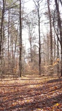 Gündüz Ukrayna 'daki bir sonbahar ormanının dikey videosu