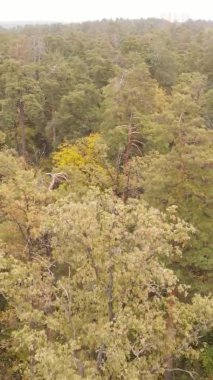 Gündüz Ukrayna 'daki bir sonbahar ormanının dikey videosu