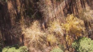 Gündüz Ukrayna 'daki bir sonbahar ormanının dikey videosu