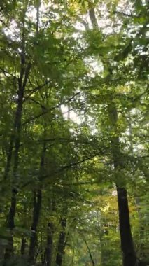 Gündüz Ukrayna 'daki bir sonbahar ormanının dikey videosu