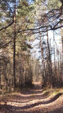 Gündüz Ukrayna 'daki bir sonbahar ormanının dikey videosu