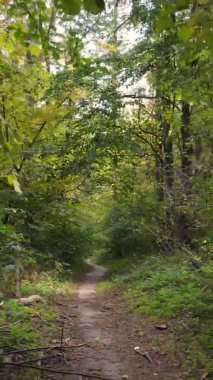 Gündüz Ukrayna 'daki bir sonbahar ormanının dikey videosu