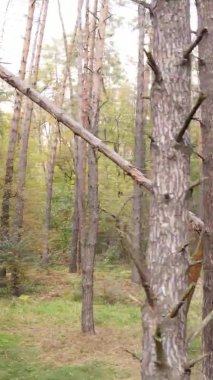 Gündüz Ukrayna 'daki bir sonbahar ormanının dikey videosu