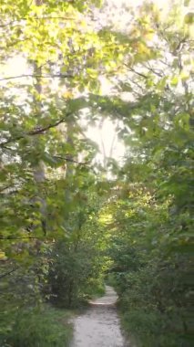 Gündüz Ukrayna 'daki bir sonbahar ormanının dikey videosu