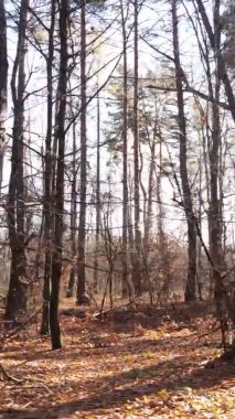 Gündüz Ukrayna 'daki bir sonbahar ormanının dikey videosu