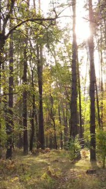 Gündüz Ukrayna 'daki bir sonbahar ormanının dikey videosu