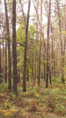 Gündüz Ukrayna 'daki bir sonbahar ormanının dikey videosu