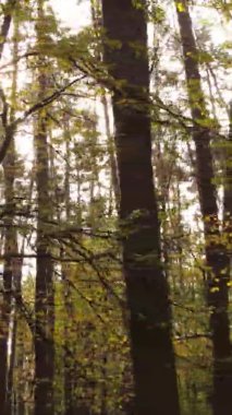 Gündüz Ukrayna 'daki bir sonbahar ormanının dikey videosu