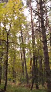 Gündüz Ukrayna 'daki bir sonbahar ormanının dikey videosu