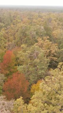 Gündüz Ukrayna 'daki bir sonbahar ormanının dikey videosu