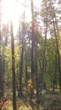 Gündüz Ukrayna 'daki bir sonbahar ormanının dikey videosu