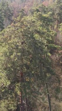 Gündüz Ukrayna 'daki bir sonbahar ormanının dikey videosu