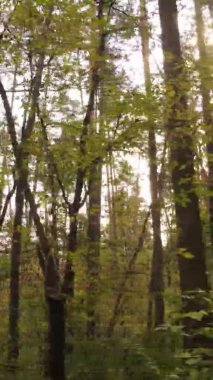 Gündüz Ukrayna 'daki bir sonbahar ormanının dikey videosu