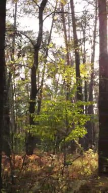 Gündüz Ukrayna 'daki bir sonbahar ormanının dikey videosu