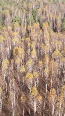 Gündüz Ukrayna 'daki bir sonbahar ormanının dikey videosu