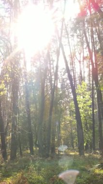 Gündüz Ukrayna 'daki bir sonbahar ormanının dikey videosu