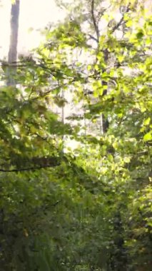 Gündüz Ukrayna 'daki bir sonbahar ormanının dikey videosu