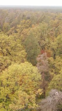 Gündüz Ukrayna 'daki bir sonbahar ormanının dikey videosu