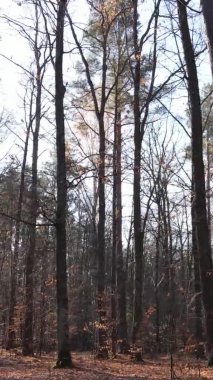 Gündüz Ukrayna 'daki bir sonbahar ormanının dikey videosu