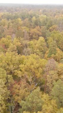 Gündüz Ukrayna 'daki bir sonbahar ormanının dikey videosu