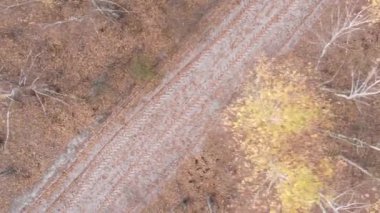 Gündüz Ukrayna 'daki bir sonbahar ormanının dikey videosu