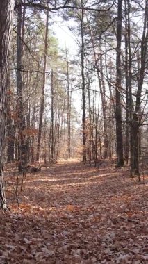 Gündüz Ukrayna 'daki bir sonbahar ormanının dikey videosu