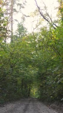 Gündüz Ukrayna 'daki bir sonbahar ormanının dikey videosu