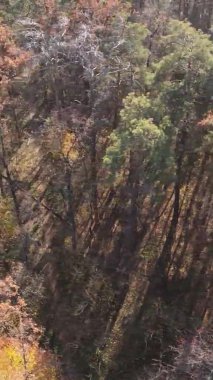 Gündüz Ukrayna 'daki bir sonbahar ormanının dikey videosu