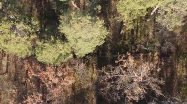 Gündüz Ukrayna 'daki bir sonbahar ormanının dikey videosu
