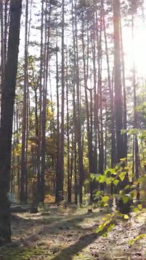 Gündüz Ukrayna 'daki bir sonbahar ormanının dikey videosu