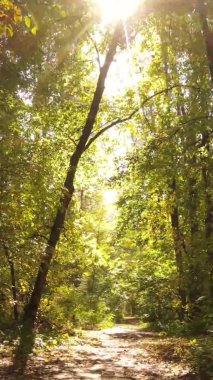 Gündüz Ukrayna 'daki bir sonbahar ormanının dikey videosu