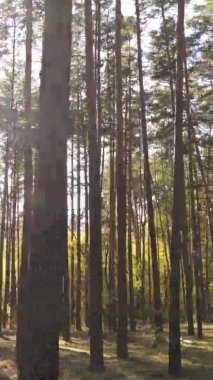 Gündüz Ukrayna 'daki bir sonbahar ormanının dikey videosu