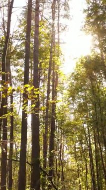 Gündüz Ukrayna 'daki bir sonbahar ormanının dikey videosu