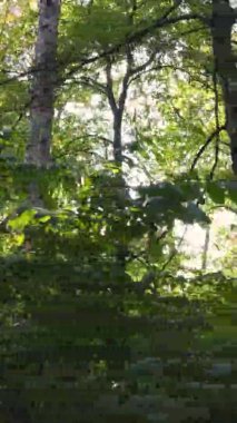 Gündüz Ukrayna 'daki bir sonbahar ormanının dikey videosu