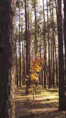 Gündüz Ukrayna 'daki bir sonbahar ormanının dikey videosu