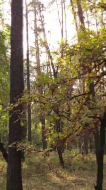 Gündüz Ukrayna 'daki bir sonbahar ormanının dikey videosu