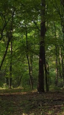 Gündüz Ukrayna 'daki bir sonbahar ormanının dikey videosu